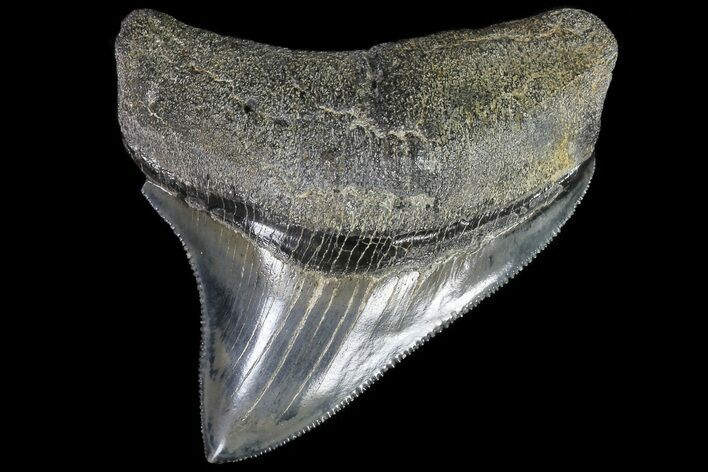 Serrated, Fossil Megalodon Tooth - Awesome Posterior Tooth #82738